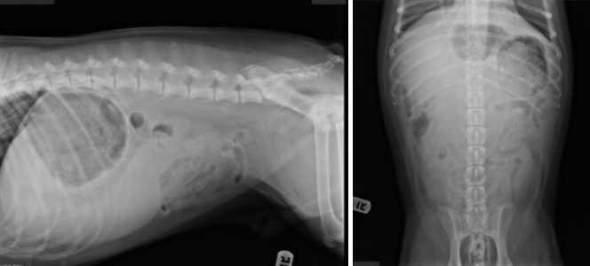 Acute Abdomen Spot Check-2