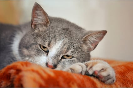 Feline Urethral Obstruction Image-1